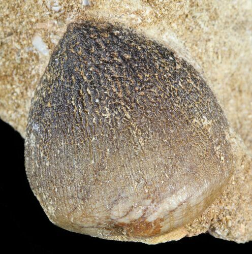 Igdamanosaurus (Globidens) Mosasaur Tooth In Rock #51929